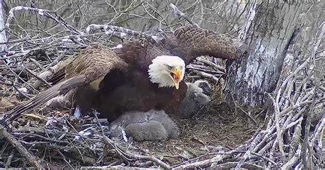 A raccoon attempted to get into the Hays bald eagle's nest, where two eagles are currently being nurtured. . Pittsburgh hays eagle cam